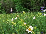 17 Dal prato fiorito riprendiamo il sentiero 594 che sale nel bosco